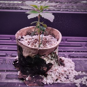 Amnesia Trance, Day 25 in Seedling Pot