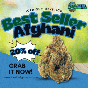 Afghani by Iced Out Genetics