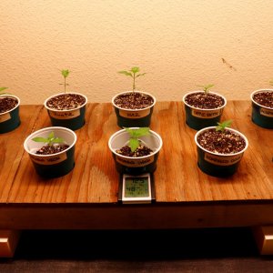 Seeding/Veg. Space-Days 7 thru 11 of Vegging-11/21/23
