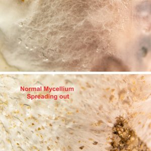 Cobwebbing Mold vs Mycelium Growth.jpg