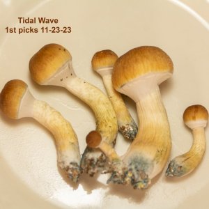 Tidal Wave 1st picks 11-23-23.jpg