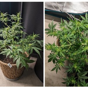 Betty (Dosidos auto by Royal Queen) - day 38