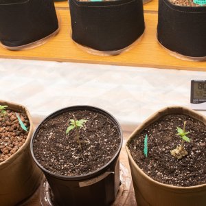 Update grow room 11-25-23-3.jpg