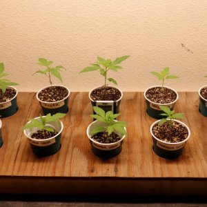 Canuk Seeds Grow-Days 11 thru 15 of Vegging-11/25/23