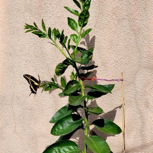 20231126_113901 lime tree swallowtail butterfly.jpg