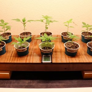 Seeding/Veg. Room-Days 14 thru 18 of Vegging-11/28/23