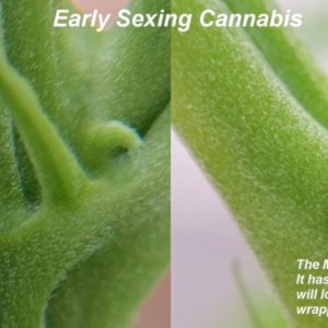 Early sexing cannabis.jpg