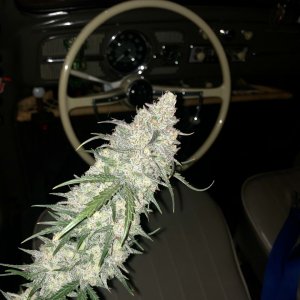 Bud in the Bug