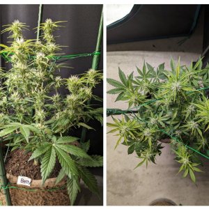 Betty (Dosidos auto by Royal Queen), day 47