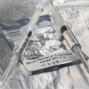 Spore syringes from spore prints-3.jpg