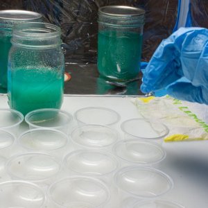 Agar plates in condiiment containers-2.jpg