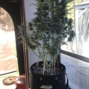 Girl Scout Cookies (Gemma)-Day 36F-a.JPG