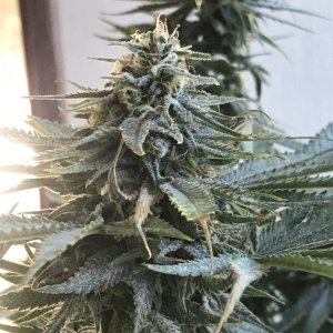 Girl Scout Cookies (Gemma)-Day 36F-c.JPG