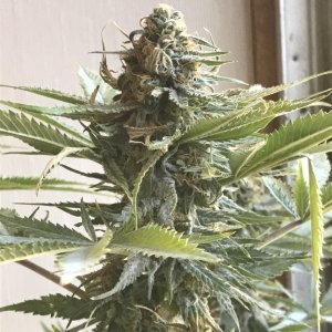 Girl Scout Cookies (Gemma)-Day 36F-f.JPG