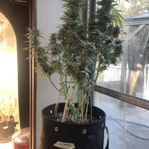 Girl Scout Cookies (Gemma)-Day 42F-h.JPG