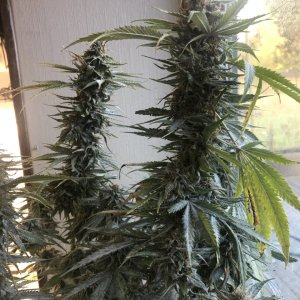 Girl Scout Cookies (Gemma)-Day 42F-i.JPG