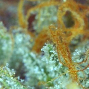 Girl Scout Cookies (Gemma)-Day 58F Trichomes--m.jpg
