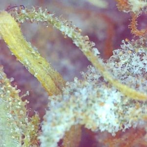 Girl Scout Cookies (Gemma)-Day 58F Trichomes--o.jpg