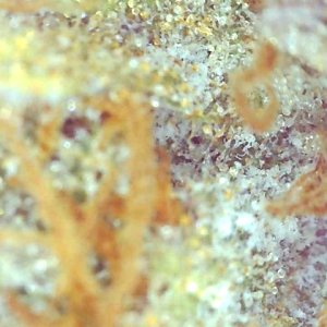 Girl Scout Cookies (Gemma)-Day 58F Trichomes--p.jpg