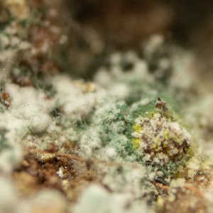 Green and Yellow Mold.jpg