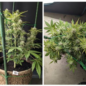 Betty (Dosidos auto by Royal Queen)– day 53
