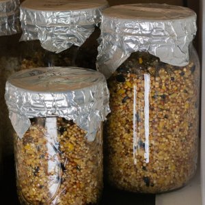 Wild bird seed inoculated jars.jpg