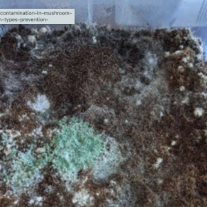 BlueGreen Mold -penicillium on substrate.png