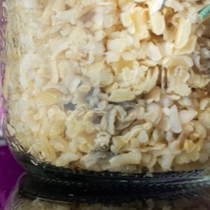 rice grain mold in jar-2.jpg