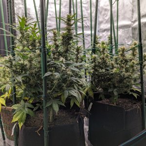 The Family- day 60