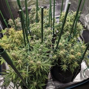 The Family- day 60