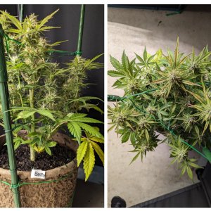 Betty (Dosidos auto by Royal Queen)– day 60