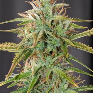 Betty (Dosidos auto by Royal Queen)– day 60