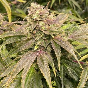 dranoz-strain-Dark-Horse-cannabis-seeds-420-weed.jpg