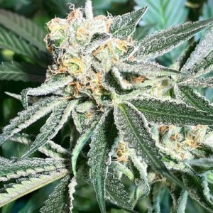 royal-hulk-Dark-Horse-cannabis-seeds-420-weed.jpg