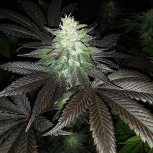 super-zolider-serum-Dark-Horse-cannabis-seeds-420-weed.jpg