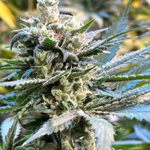 the-undercaker-Dark-Horse-cannabis-seeds-420-weed.jpg
