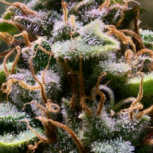 Midred, Harvest Day, Trichomes.jpeg