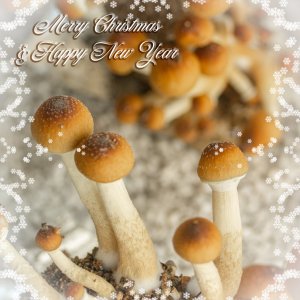 Merry Christmas & Happy New Year Shrooms.jpg