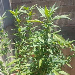 photoperiod African strain outdoor grow