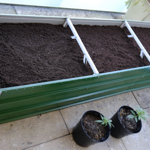 Top Layer - previously used container soil, topped with more Herbi's living soil