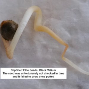 Failed Black Valium sprout