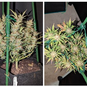 Samantha (Dosidos auto by Royal Queen)– week 10, day 72