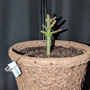 Test of Auto resilience- can this stem survive?