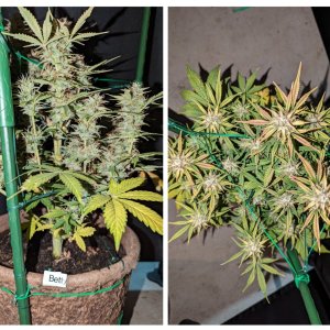 Betty (Dosidos auto by Royal Queen)– week 9, day 67