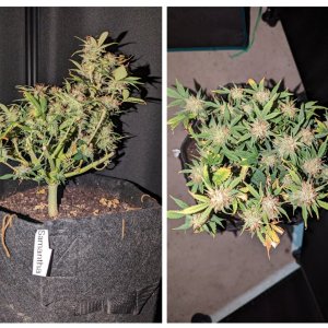 Samantha (Dosidos auto by Royal Queen)– week 10, day 74