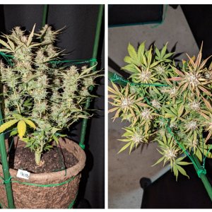 Betty (Dosidos auto by Royal Queen)– week 10, day 72
