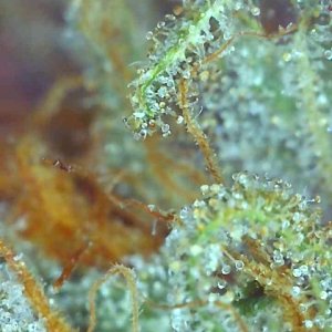 Girl Scout Cookies (Gemma)-Trichomes on Day 71F-e.jpg
