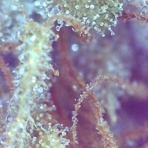 Girl Scout Cookies (Gina)-Day 71F Trichomes-j.jpg