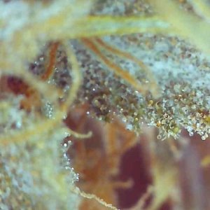 Girl Scout Cookies (Gina)-Day 71F Trichomes-l.jpg