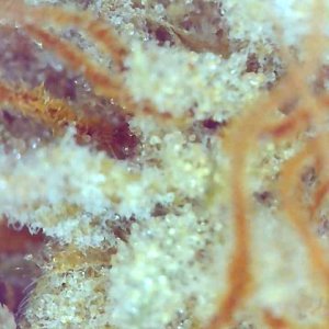 Girl Scout Cookies (Gina)-Day 71F Trichomes-m.jpg